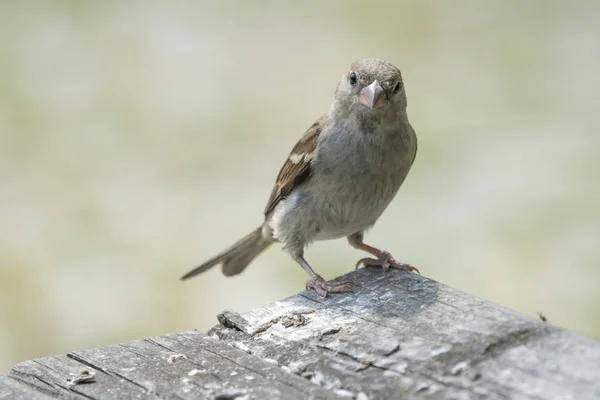 Passerotto Panchina — Foto Stock