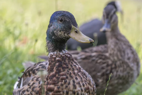 Repos Canard Sur Lac — Photo