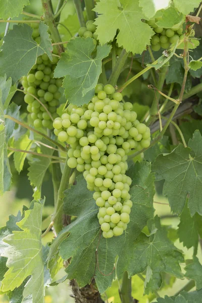 Tros Druiven Wijngaard — Stockfoto