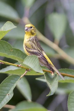 Serinus serinus kuş ağaç üzerinde