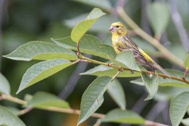 Serinus serinus kuş ağaç üzerinde