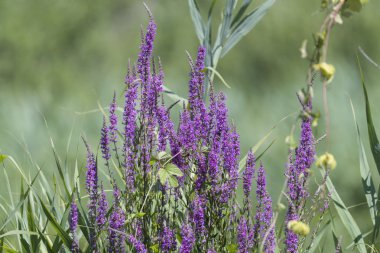 Yaz aylarında kır çiçeği Gölü