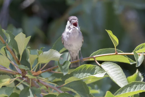 Male Blackcap Singing Tree — Stock Photo, Image