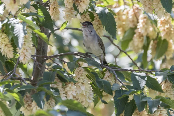 Macho Blackcap Cantando Árbol — Foto de Stock