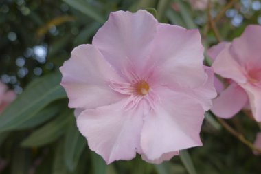 Bahçedeki pembe zakkum