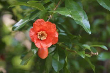 İlkbaharda bahçede açan çiçek.