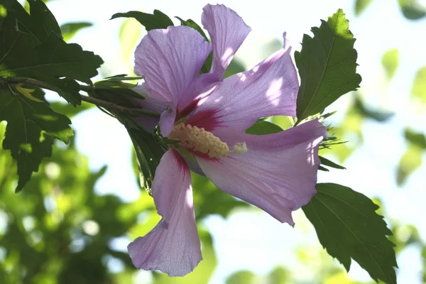 庭の花にピンクのハイビスカス — ストック写真