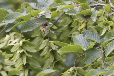 Wasp potter bitki üzerinde