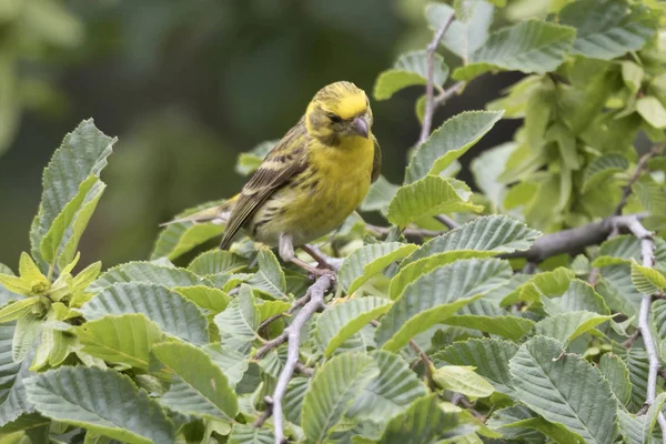 Serinus serinus kuş ağaç üzerinde