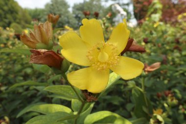 bahçede sarı Hypericum