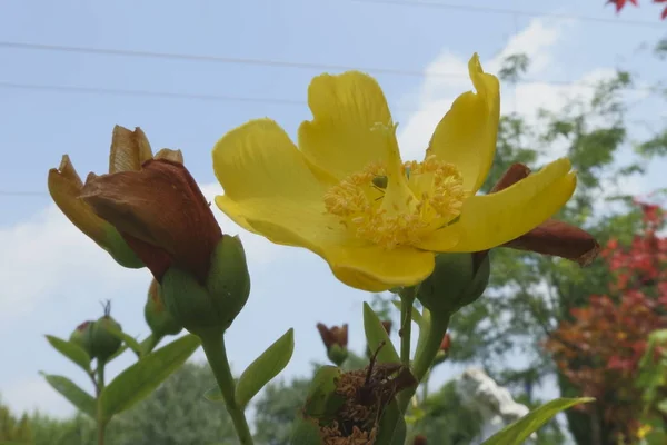 Hypericum Amarelo Jardim — Fotografia de Stock
