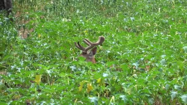藏在树叶中的鹿 — 图库视频影像