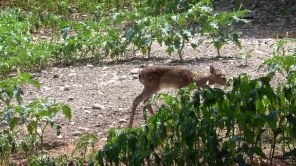 Rehe Auf Dem Bauernhof — Stockvideo