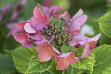Pembe ortanca çiçek açmış.