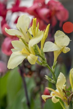 Iris Glayöl Çiçek bahçesinde