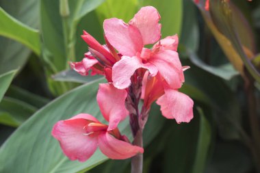 Iris Glayöl Çiçek bahçesinde