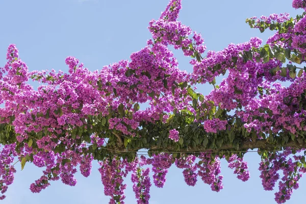 Bouganvillea Flor Ciudad — Foto de Stock