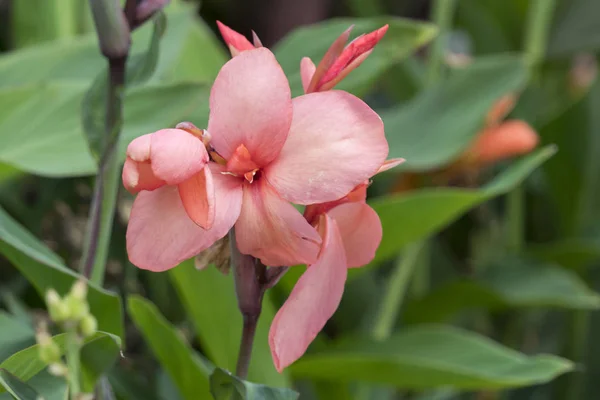 Iris Gladiolus Bloom Garden — Stock Photo, Image