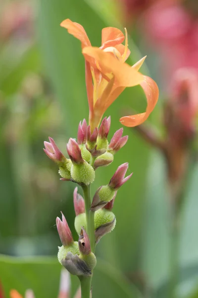 Iris Gladiolen Bloei Tuin — Stockfoto