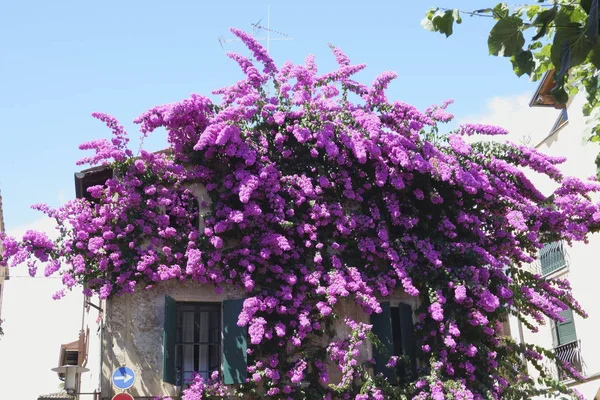 Bouganville Sirmione Brescia Talya Temmuz 2018 — Stok fotoğraf