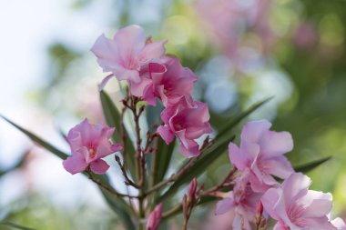 Bahçedeki pembe zakkum