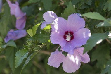 pembe hibiscus Çiçek bahçesinde