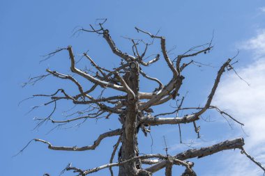 bahçede kış ağaç