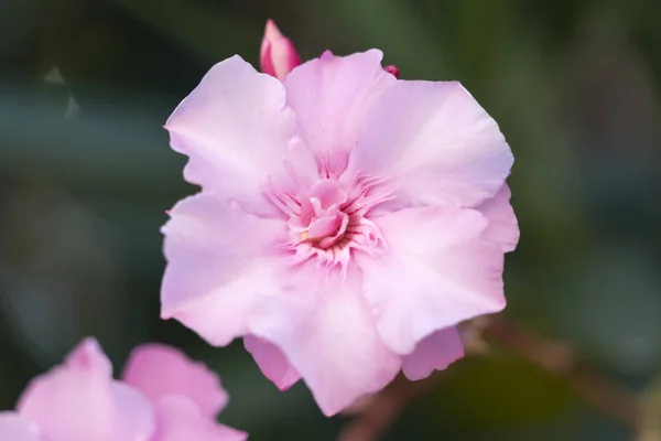 Rosa Oleander Garten — Stockfoto