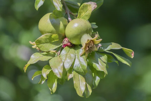 pomegranate grows on tree