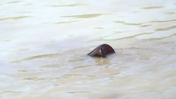 Botella Abandonada Contaminación Lago — Vídeos de Stock