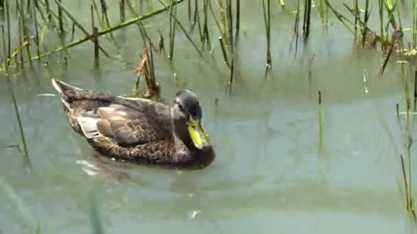 湖上游泳的鸭子 — 图库视频影像