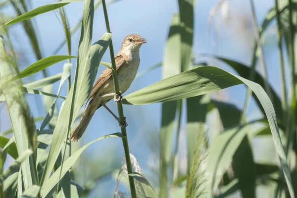 Tawny Pipit Anthus Campestris Bird — Stok Foto