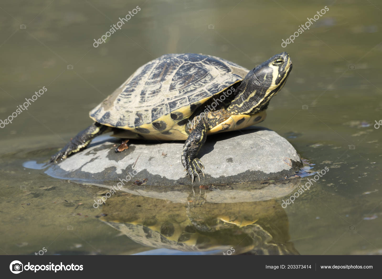 かわいい動物画像 これまでで最高の可愛い 亀 かわいい動物画像 これまでで最高の可愛い 亀