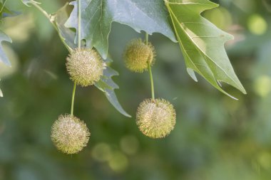 platanus acerifolia ağaç üzerinde massed tohum dikenli toplar