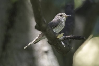 musciapa striata sinekkapan kuş ağaç üzerinde