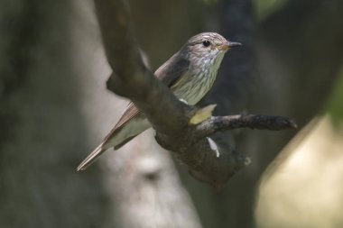 musciapa striata sinekkapan kuş ağaç üzerinde