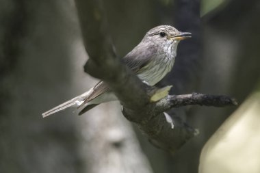 musciapa striata sinekkapan kuş ağaç üzerinde
