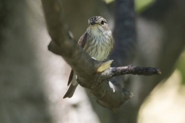 musciapa striata sinekkapan kuş ağaç üzerinde