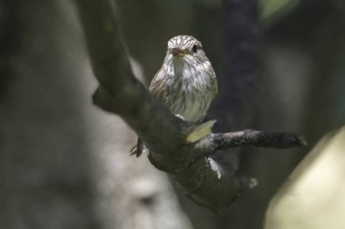 musciapa striata sinekkapan kuş ağaç üzerinde