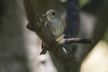 musciapa striata sinekkapan kuş ağaç üzerinde