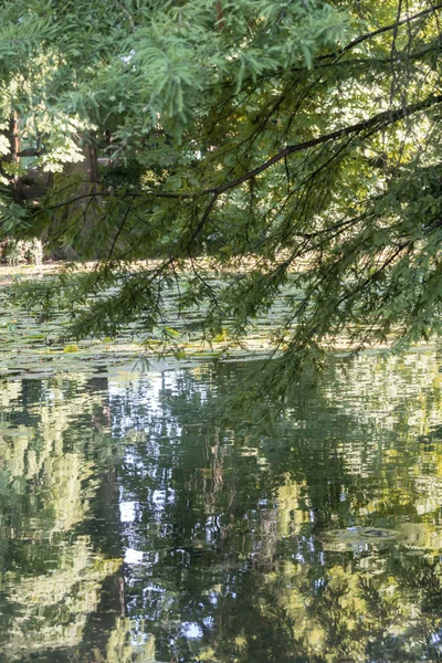 Reflexion Des Baumes Auf Dem Wasser — Stockfoto