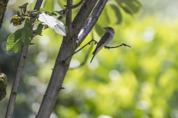 Musciapa Striata Fliegenschnäpper Vogel Auf Baum — Stockfoto