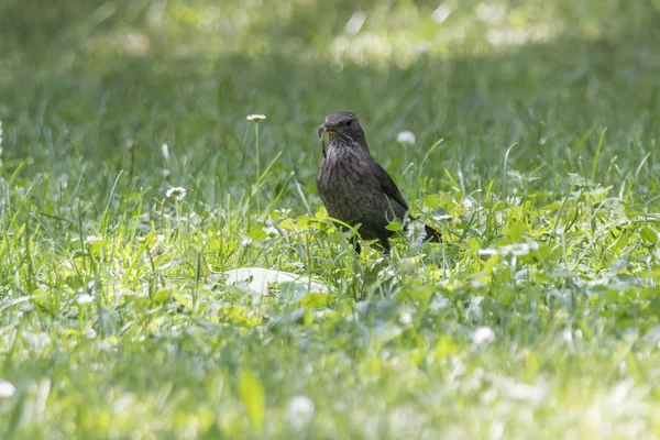 Turdus Merula Wspólne Blackbird Kobieta — Zdjęcie stockowe