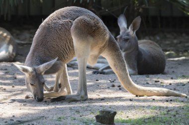 gruptaki kırmızı kanguru