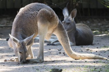 gruptaki kırmızı kanguru