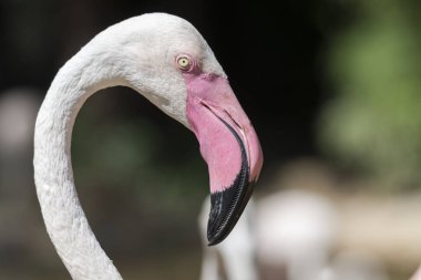 gruptaki pembe flamingo