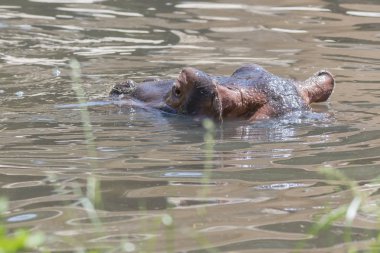 su büyük su aygırı
