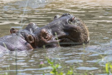 İki su aygırı mücadele birlikte