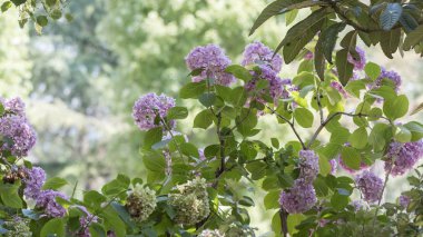 Pembe ortanca çiçek açmış.