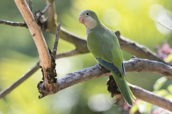 brotogeris tirica green parrot